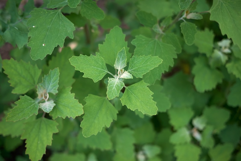 Chenopodium album