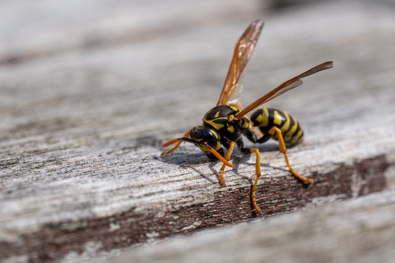 Feldwespen haben lange Beine